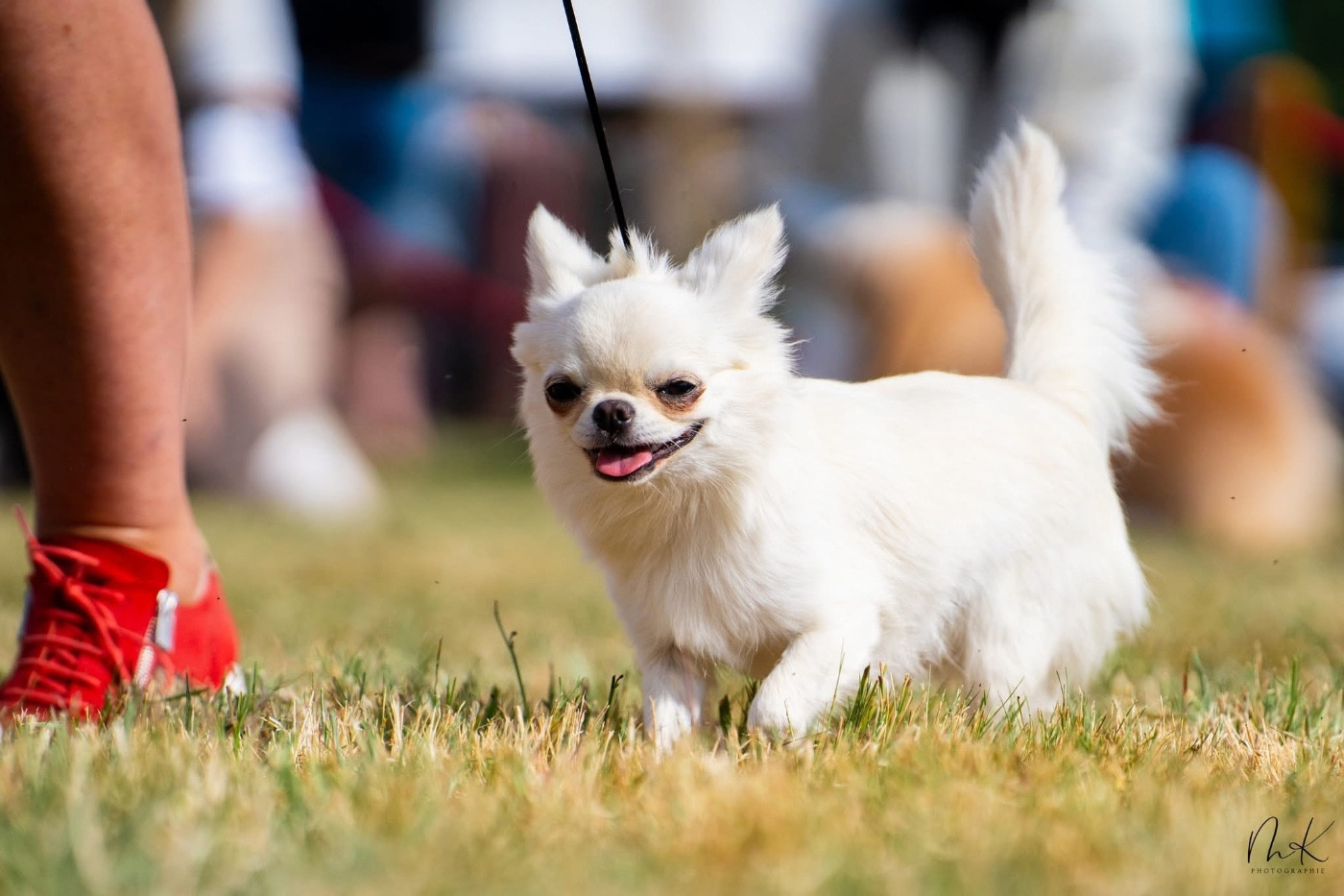 CH. elin land Tatushka