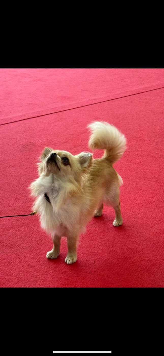 LUXOR devient Champion des Expositions Nationales Jeune