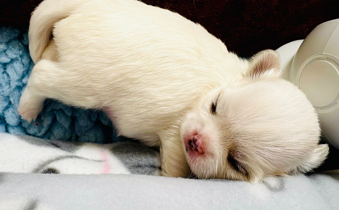 Les bébés de Tsunami et Unik sont nés