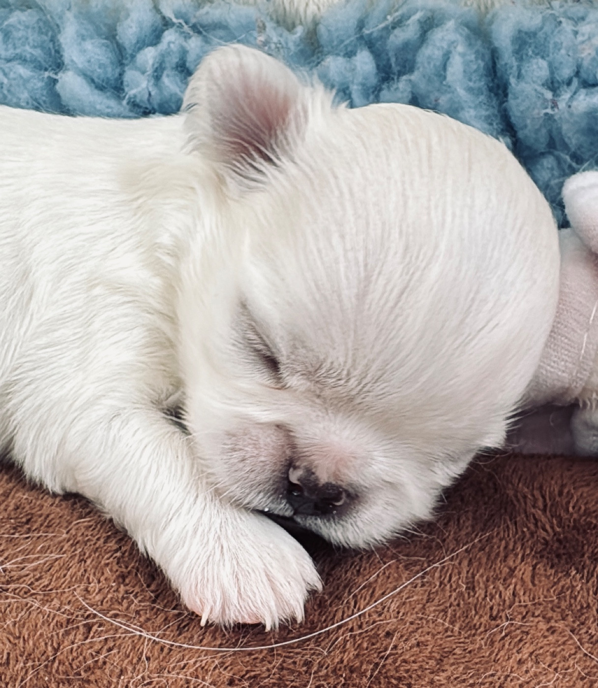 Les bébés de Tsunami et Unik sont nés