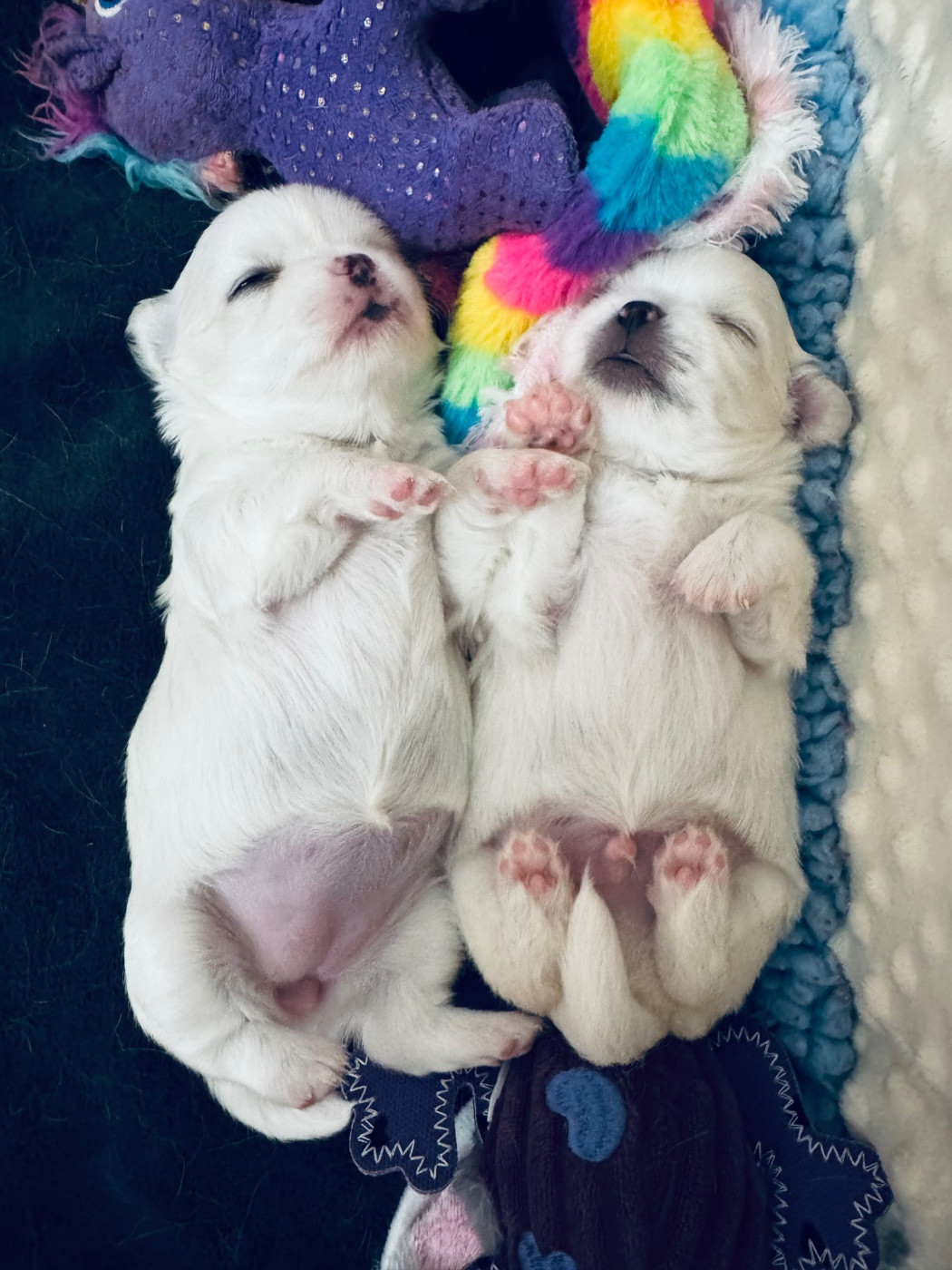 Chiot Chihuahua Des Trésors De Cancun