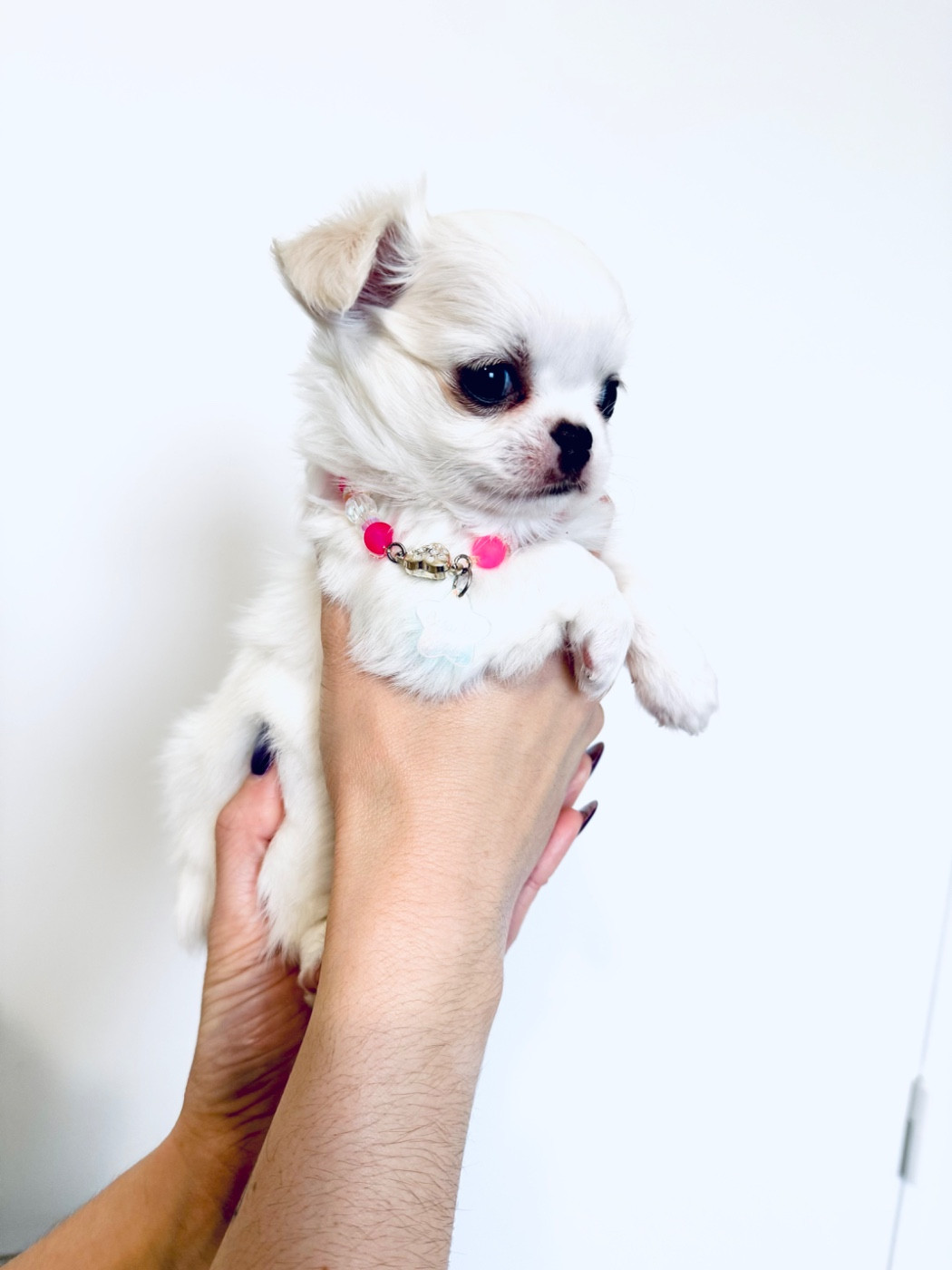 Des Trésors De Cancun - Chiots disponibles - Chihuahua