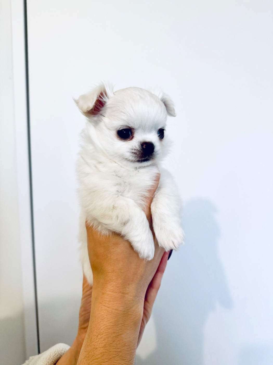 Des Trésors De Cancun - Chiots disponibles - Chihuahua