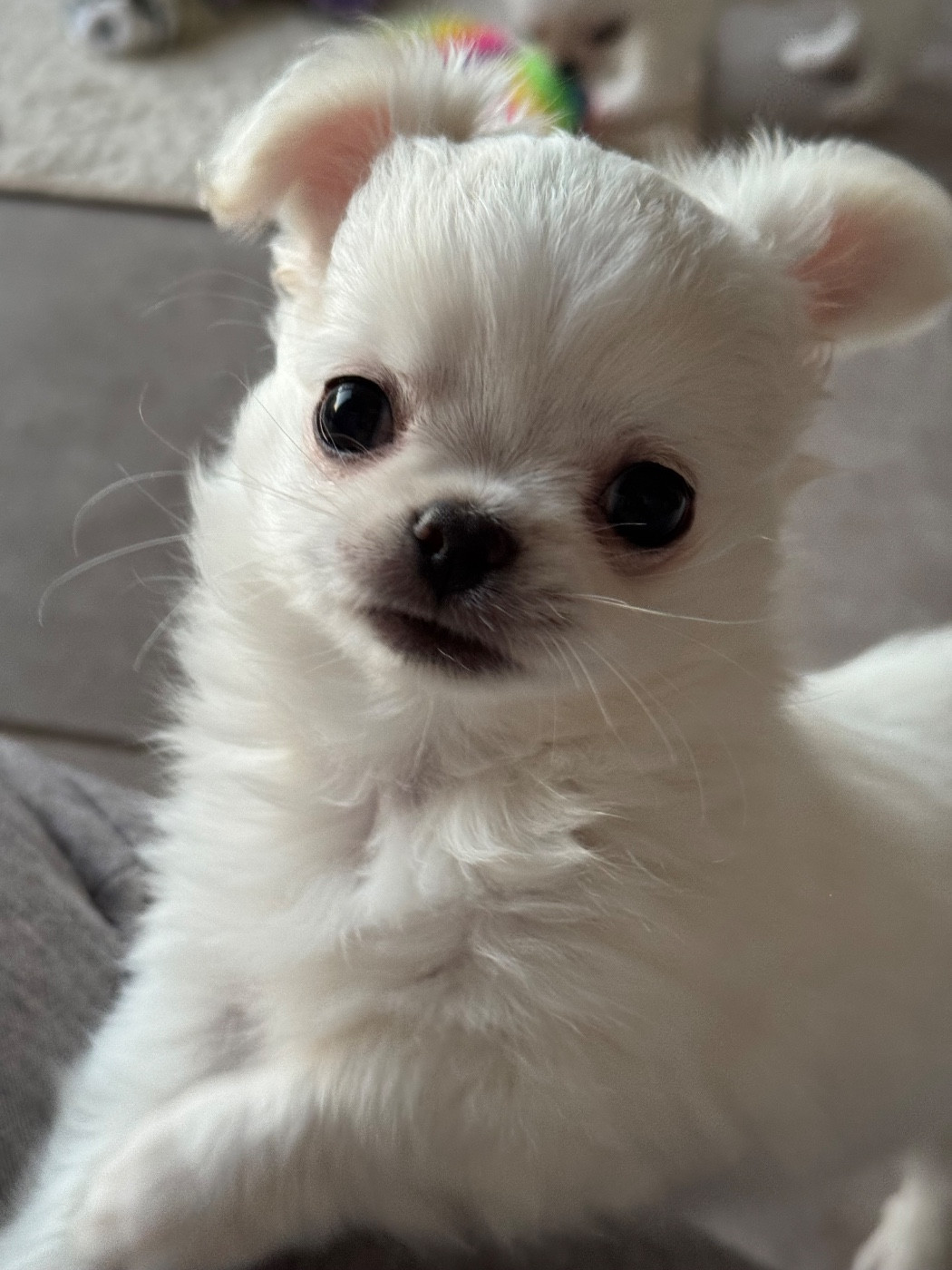 Des Trésors De Cancun - Chiots disponibles - Chihuahua